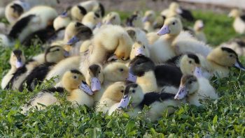 Repli, sous vigilance, de l’influenza aviaire