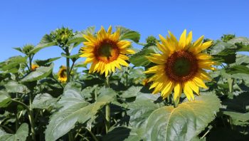 Les beaux atours du tournesol