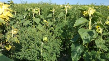 Ambroisie: premiers cas de résistance aux herbicides