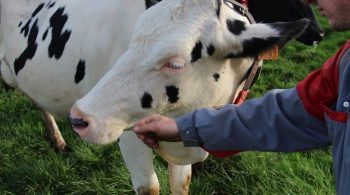 Moins d’éleveurs laitiers, c’est désormais sans plus de salariés