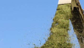 Quand l’herbe trop sucrée fait bourrer l’ensileuse