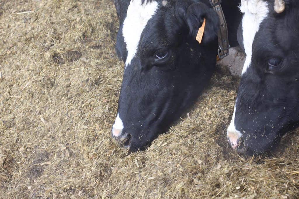 Ration de vaches laitières