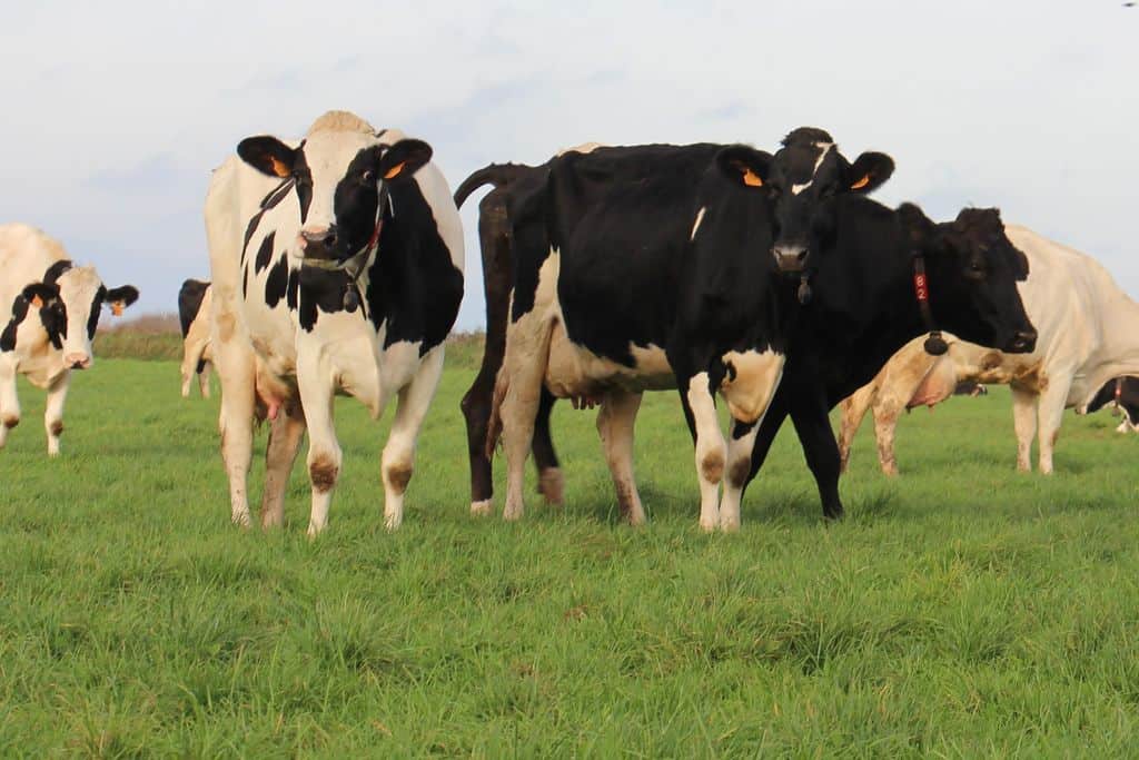 troupeau laitier à l'herbe