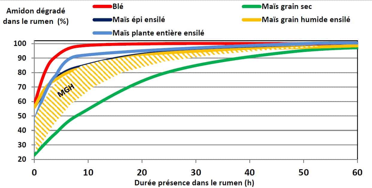 Dynamique de la dégradation dans le rumen des amidons.