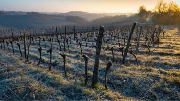 Des centaines de milliers d’hectares sinistrés!