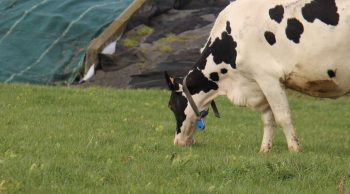 Idée reçue 2: L’herbe n’est pas un levier efficace pour améliorer l’autonomie protéique