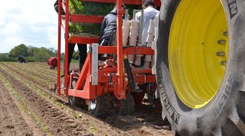 Les éleveurs mayennais s’essayent à la plantation des betteraves fourrragères