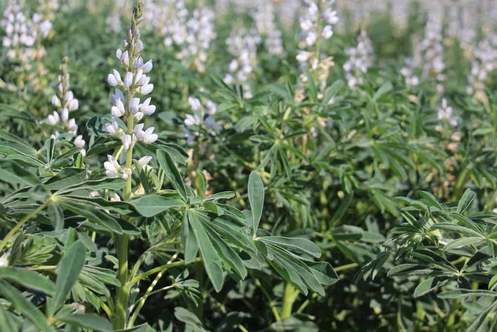 Culture de lupin en fleur