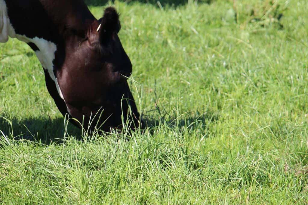 Vache au paturage