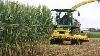 Prévision du démarrage des ensilages: les premiers maïs devraient attendre fin août