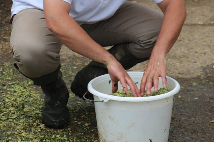 Observation de la qualité de l'ensilage