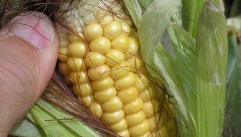 Prévoir la date d’ensilage selon la floraison