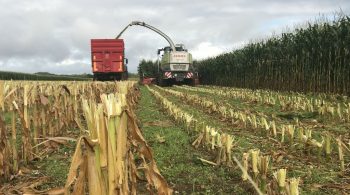 Ensilage en coupe haute: est-ce que ça vaut le coup?