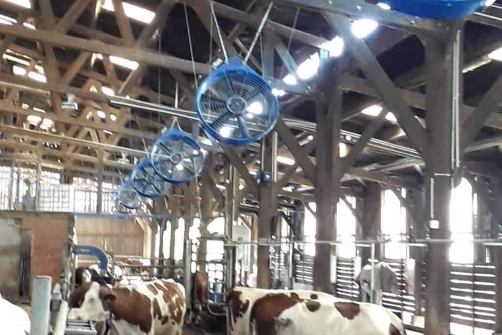 Bâtiment d'élevage laitier équipé de ventilateurs