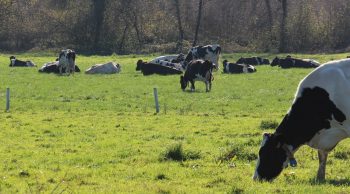 Avez-vous déjà bien vidé votre stock d’herbe d’automne?