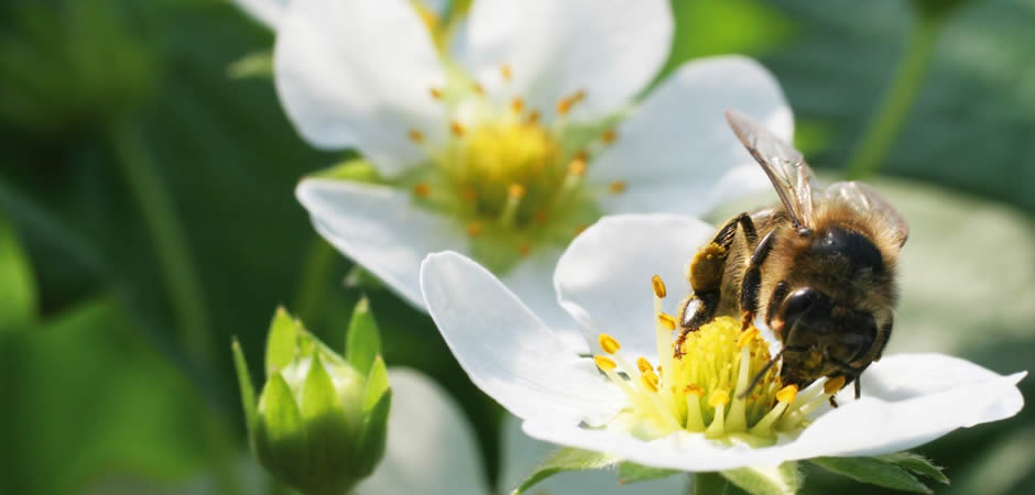 Bee Vectoring Technology abeille sur fraisier