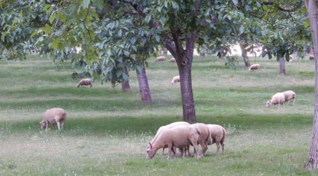 Pâturage des brebis chez un nuciculteur, brebis dans les vignes