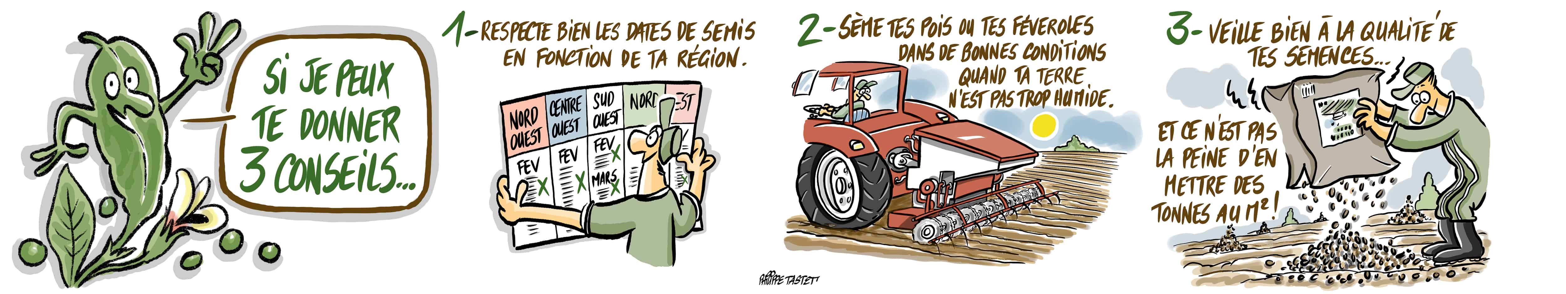 Dessin des conseils à suivre pour semer sa féverole au printemps