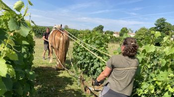 Le cheval retire son épingle du jeu