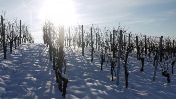 Des tours antigel moins bruyantes pour la nouvelle cuma Val d’Amboise