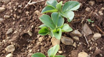 Réussir son implantation de féverole au printemps