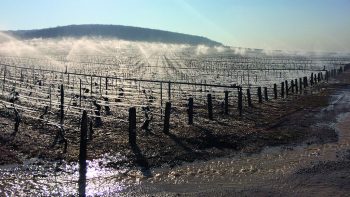 Protéger les vignes par l’aspersion