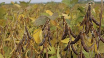 Soja: intérêts et limites face au changement climatique