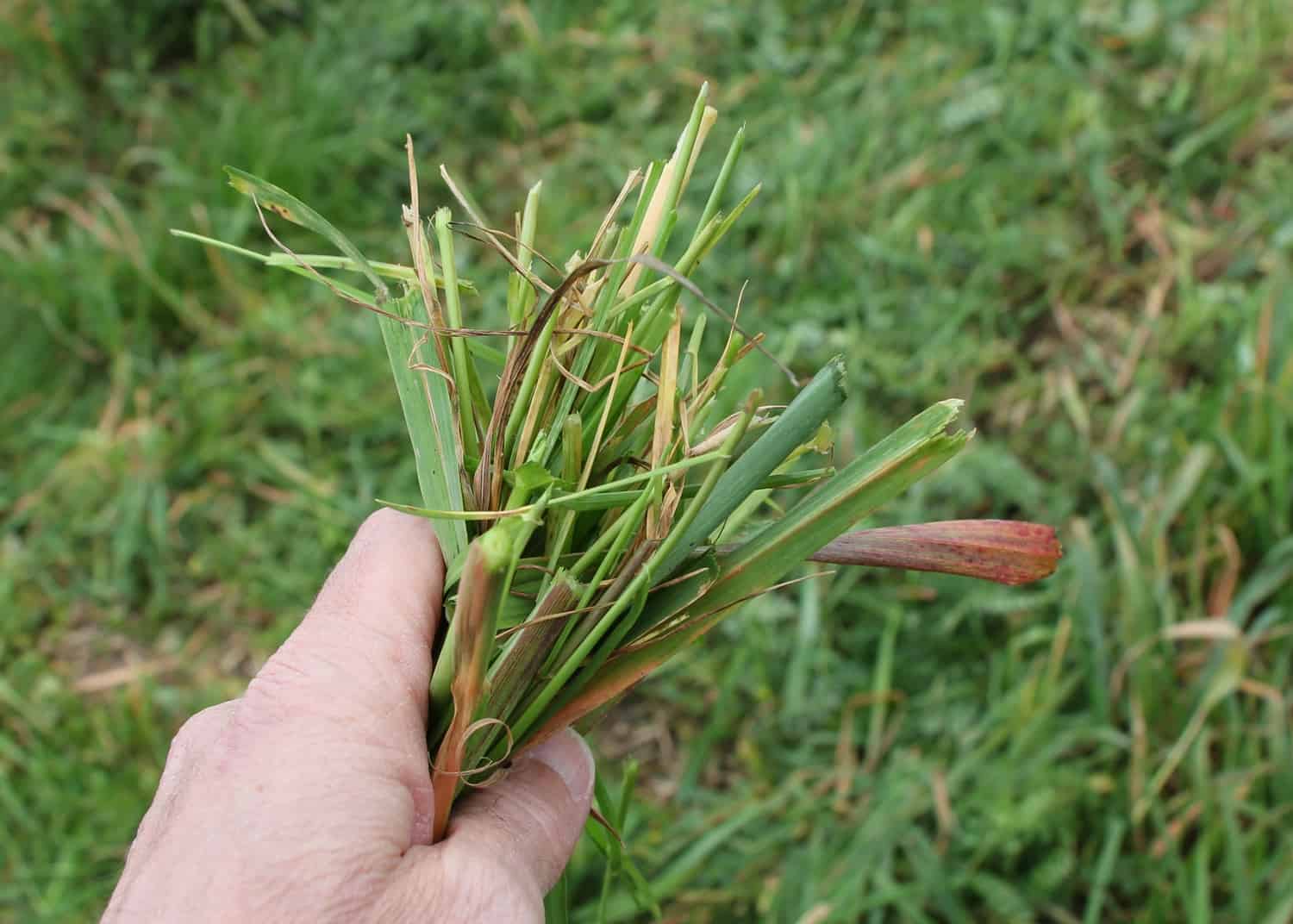 Une attention particulière à la destruction des couverts