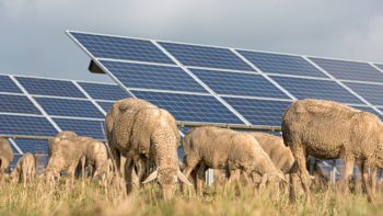 Agrivoltaïsme : des loyers qui font tourner la tête ?