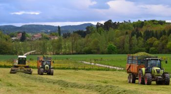 Récolte de l’herbe: «faute de rendement on va vendre des vaches»