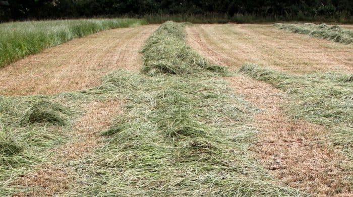 comparatif fauche avant ensilage