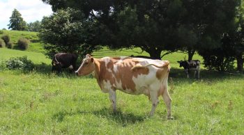 Produire du lait quand il fait chaud