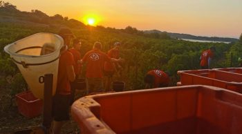 A Fitou, les vendanges ont commencé le 25 juillet