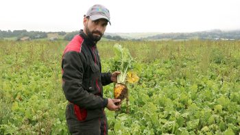 Le retour de la betterave fourragère