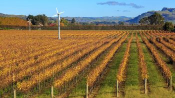 Les tours antigel sont-elles efficaces pour protéger les vignes?