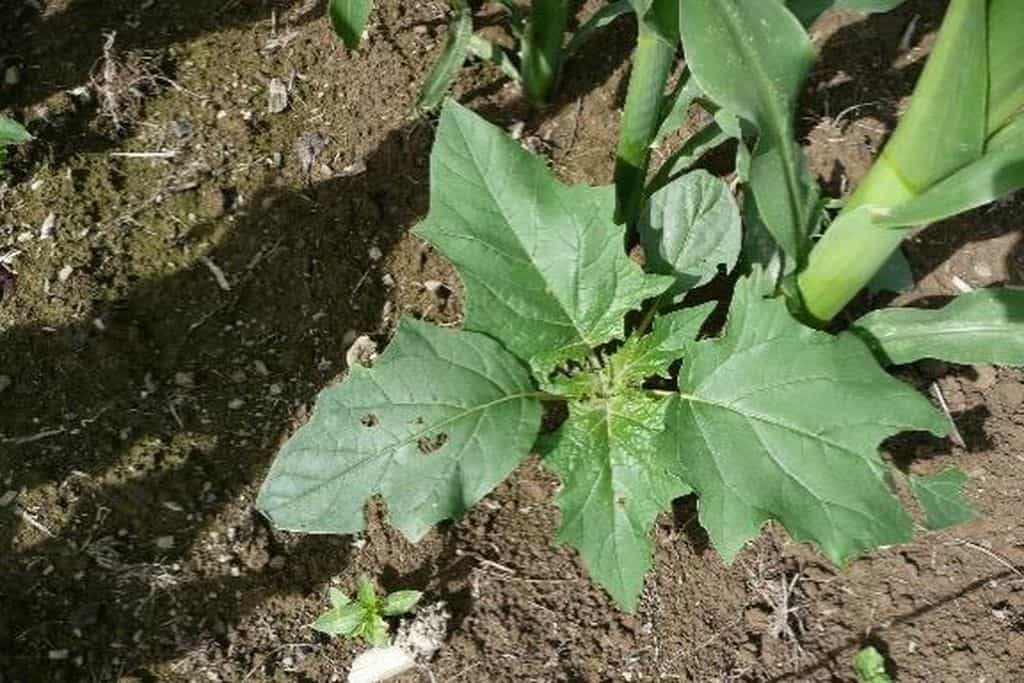 Le datura se développe dans les zones moins couvertes par le maïs