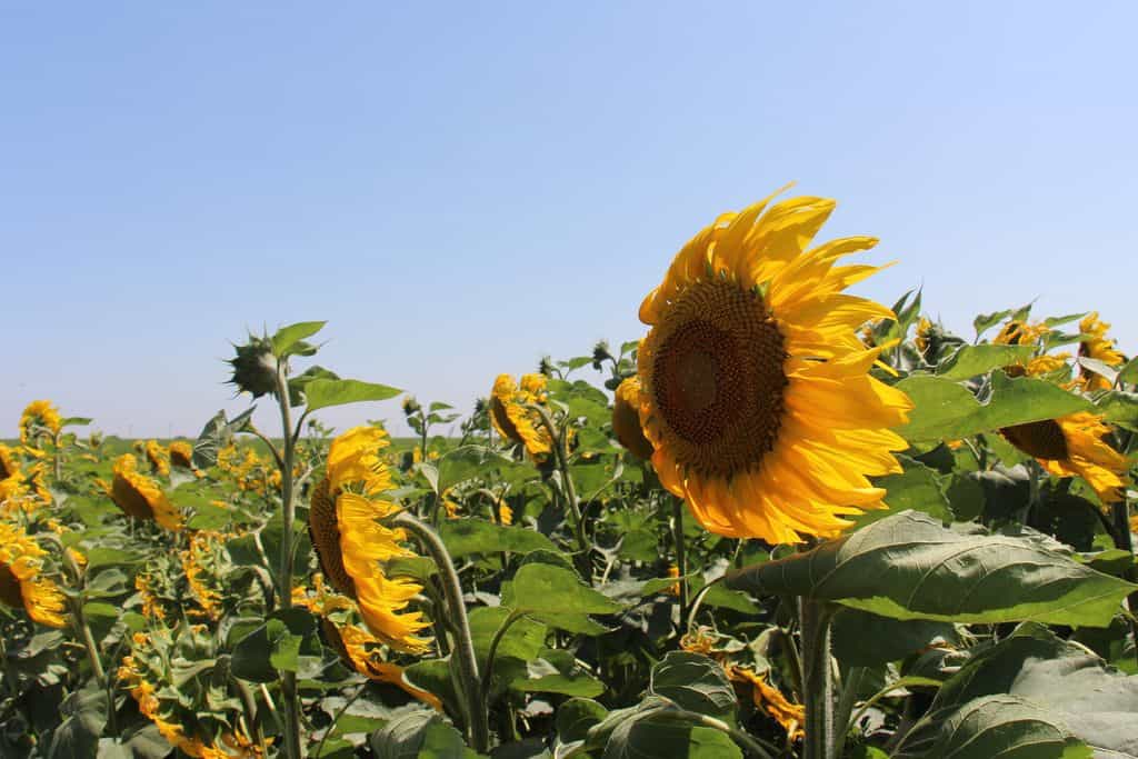 Culture de tournesol