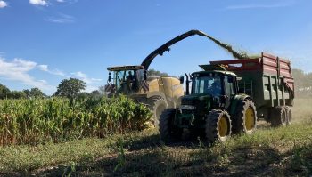 Ensilage très précoce pour les maïs non irrigués