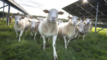 Un pâturage à l’ombre des panneaux solaires