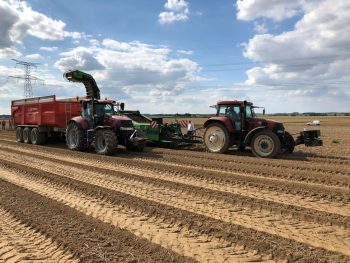 Mauvaise augure pour la récolte de pommes de terre