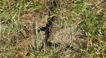 Sécheresse: des nappes en souffrance