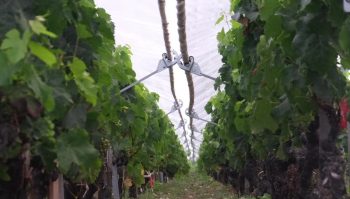 Viticulture: le palmarès du Vinitech-Sifel 2022