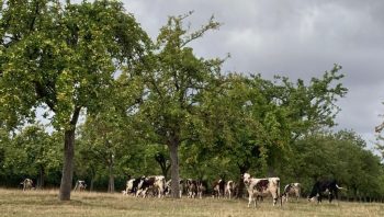 Gaz à effet de serre vs élevage de ruminants