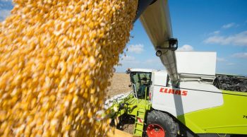 Maïs grain: dans les Landes, « de larges zones sans épi »