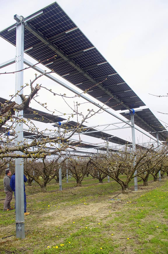 vergers couverts de panneaux photovoltaïques