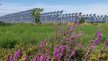 Agrivoltaïsme: une loi pour sortir de l’ombre