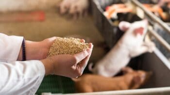 La nutrition animale sous le feu des crises