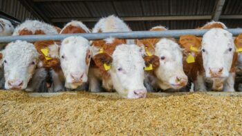 Maïs ensilage, les vaches devront se satisfaire du piètre cru 2022