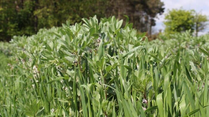 Méteil en culture sur une exploitation agricole d'élevage