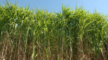 Miscanthus, une culture bas intrant à fort potentiel pour les cuma